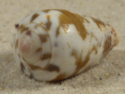 Conus striolatus PH 3,1cm *Unikat*