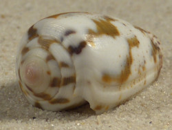 Conus striolatus PH 3,1cm *Unikat*