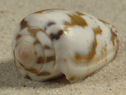 Conus striolatus PH 3,1cm *unique*