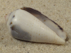 Conus striolatus PH 3,1cm *Unikat*