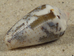 Conus striolatus PH 3,1cm *unique*