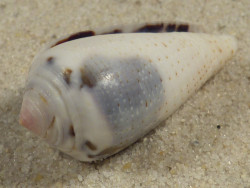 Conus striolatus PH 3,1cm *unique*