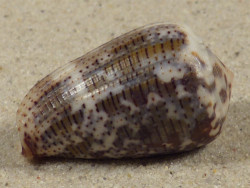 Conus striolatus PH 3,5cm *unique*