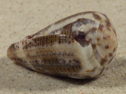 Conus striolatus PH 3,5cm *unique*