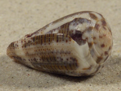 Conus striolatus PH 3,5cm *Unikat*