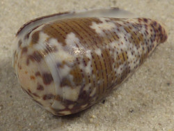 Conus striolatus PH 3,5cm *Unikat*