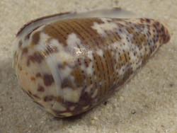 Conus striolatus PH 3,5cm *unique*