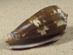 Conus achatinus PH 5,4cm *Unikat*