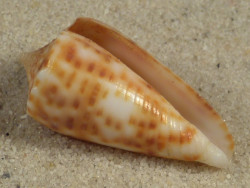 Conus proximus PH 2,7cm *Unikat*
