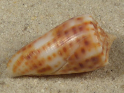 Conus proximus PH 2,7cm *Unikat*