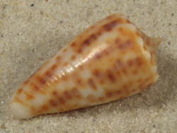 Conus proximus PH 2,5cm *unique*