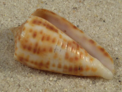 Conus proximus PH 2,5cm *unique*
