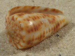 Conus proximus PH 2,5cm *Unikat*