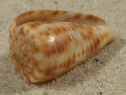 Conus proximus PH 2,5cm *unique*