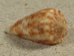 Conus proximus PH 2,5cm *Unikat*
