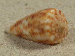 Conus proximus PH 2,5cm *unique*