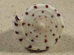 Conus eburneus PH 4,3cm *Unikat*