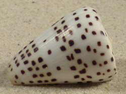Conus eburneus PH 4,3cm *unique*