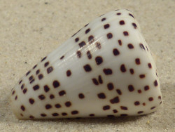 Conus eburneus PH 4,3cm *Unikat*