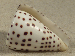 Conus eburneus PH 4,3cm *Unikat*