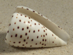 Conus eburneus PH 4,3cm *unique*