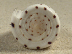 Conus eburneus PH 4,3cm *unique*
