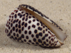 Conus pulicarius PH 3,9cm *unique*