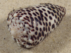 Conus pulicarius PH 3,9cm *Unikat*