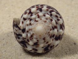 Conus pulicarius PH 3,9cm *Unikat*