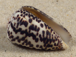 Conus pulicarius PH 4,1cm *unique*