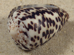 Conus pulicarius PH 4,1cm *unique*