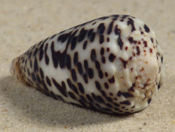 Conus pulicarius PH 3,9cm *Unikat*
