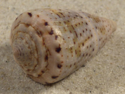 Conus coronatus PH 3,8cm *unique*