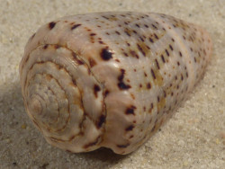 Conus coronatus PH 3,8cm *unique*