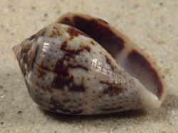 Conus coronatus PH 2,7cm *Unikat*