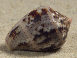 Conus coronatus PH 2,7cm *Unikat*