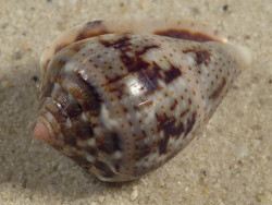 Conus coronatus PH 2,7cm *unique*