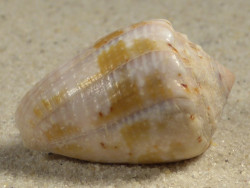Conus coronatus PH 3,0cm *unique*
