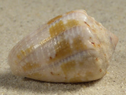 Conus coronatus PH 3,0cm *Unikat*