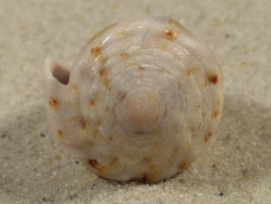 Conus coronatus PH 3,0cm *unique*