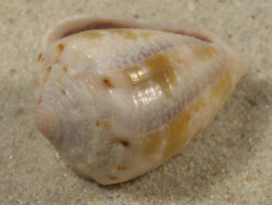 Conus coronatus PH 3,0cm *unique*