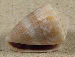 Conus miliaris PH 3,0cm *Unikat*