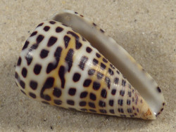 Conus eburneus (f) polyglotta PH 4cm *Unikat*