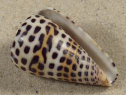 Conus eburneus (f) polyglotta PH 4cm *unique*