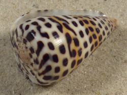 Conus eburneus (f) polyglotta PH 4cm *Unikat*