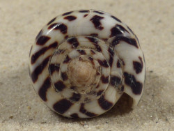 Conus eburneus (f) polyglotta PH 4cm *unique*