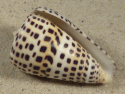 Conus eburneus (f) polyglotta PH 5,6cm *unique*