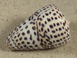 Conus eburneus (f) polyglotta PH 5,6cm *Unikat*