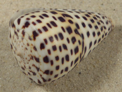 Conus eburneus (f) polyglotta PH 5,6cm *Unikat*