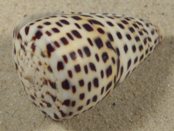 Conus eburneus (f) polyglotta PH 5,6cm *unique*